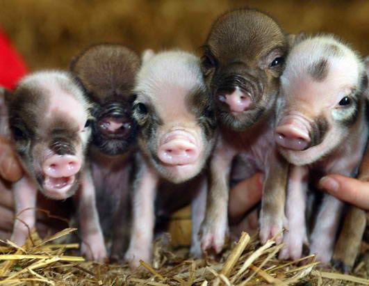 pig Pictures, Images and Photos