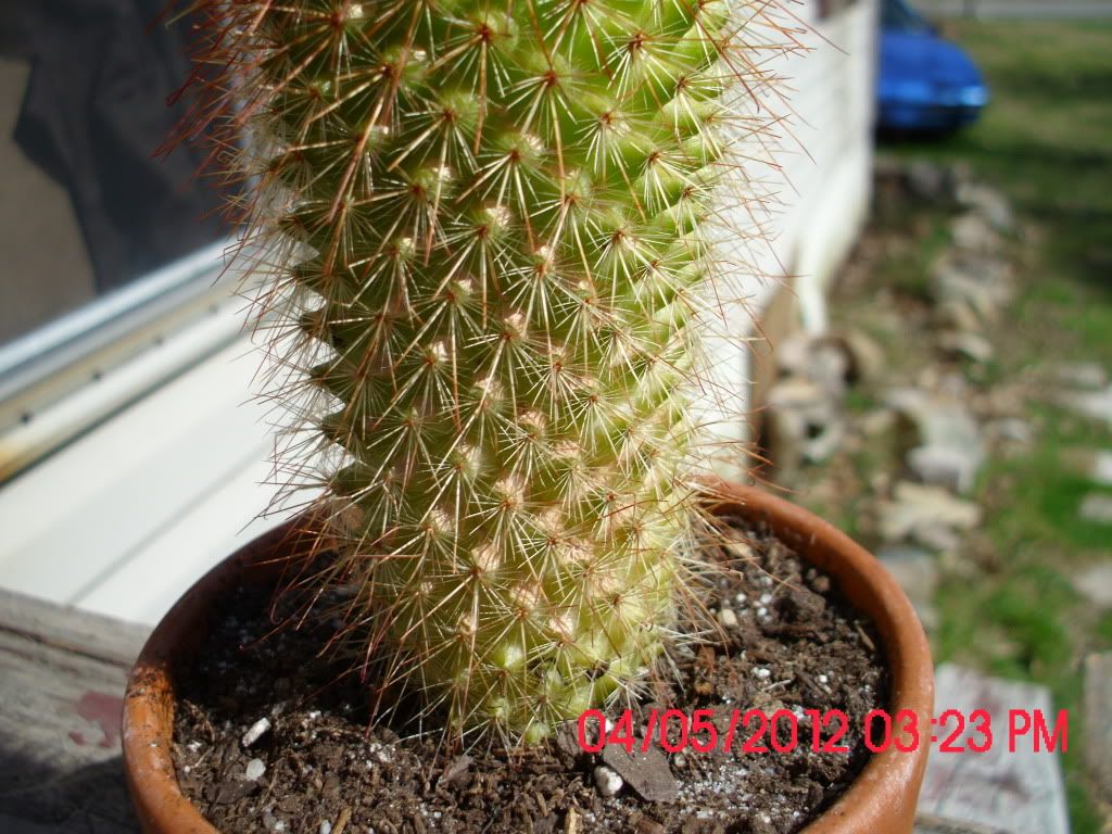 Cactus Sunburn