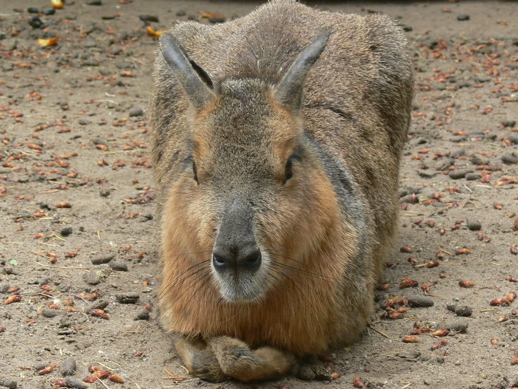 http://i1110.photobucket.com/albums/h450/Rahimns/Amersfoort%20dierenpark/P1040394.jpg