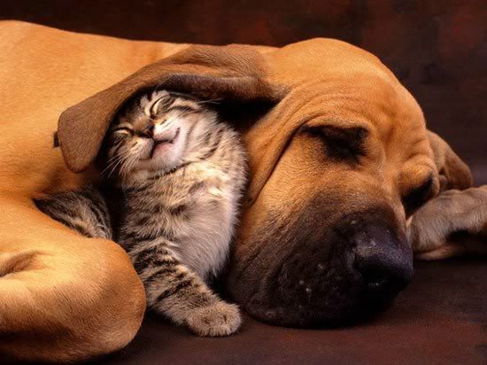 CATS AND DOGS Pictures, Images and Photos