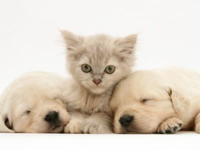 CATS AND DOGS Pictures, Images and Photos