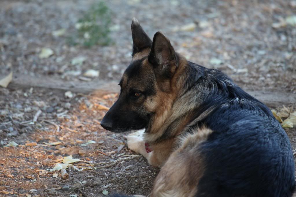 IMAGE: http://i1110.photobucket.com/albums/h454/mortuarymike/IMG_0016_zpsf0c3a28a.jpg