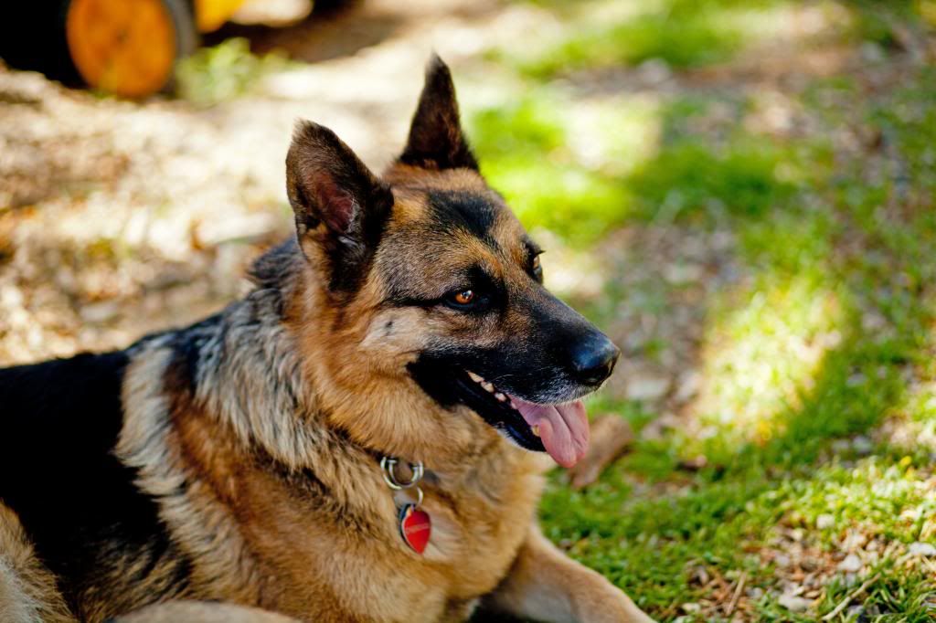 IMAGE: http://i1110.photobucket.com/albums/h454/mortuarymike/IMG_0100_zps48ced0a4.jpg