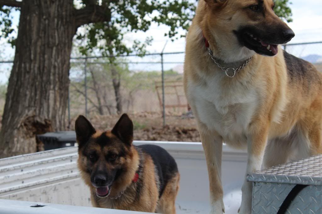 IMAGE: http://i1110.photobucket.com/albums/h454/mortuarymike/IMG_0373_zpsc2028b31.jpg