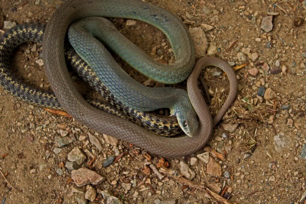 Tube Steak Boogie Wildlife In Photography On The Net Forums Zz top tube snake boogie. tube steak boogie wildlife in photography on the net forums