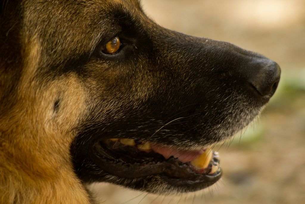 IMAGE: http://i1110.photobucket.com/albums/h454/mortuarymike/buddy%20boy%2051_zpsy64ook2t.jpg