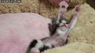  photo funny-gifs-stretching-cat.gif