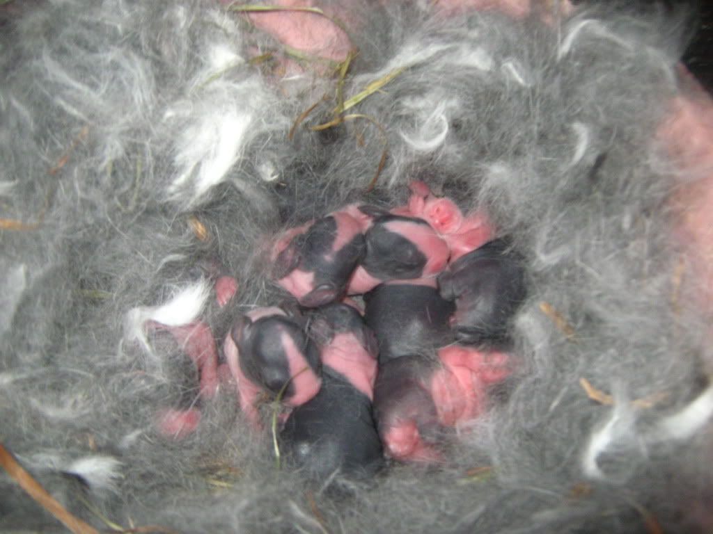 rabbitbabies006.jpg