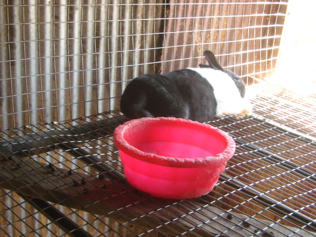 rabbitbabies012.jpg