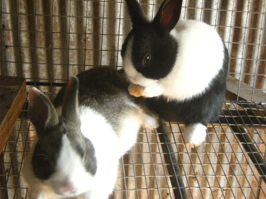 rabbitbabies013.jpg