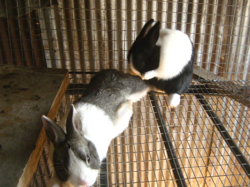 rabbitbabies014.jpg