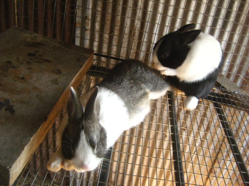 rabbitbabies015.jpg