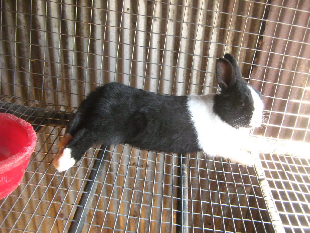 rabbitbabies016.jpg