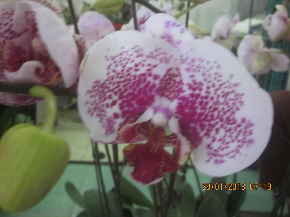 IMG_0982_29-01-2013.jpg