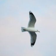 gull_two2