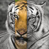 tiger_looking2