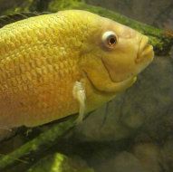 yellow_fish2