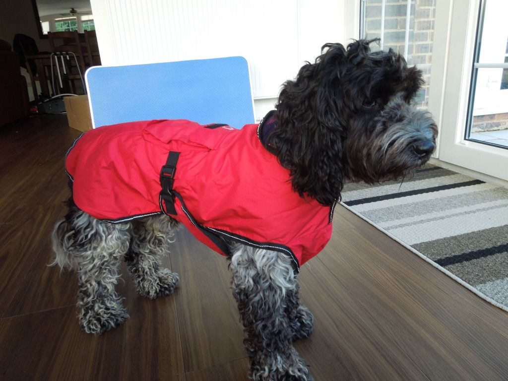 Waterproof dog coats. I Love My Cockapoo Forums