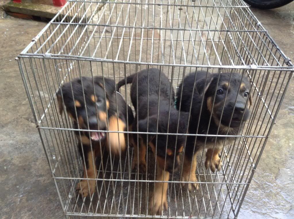 Hcm becgie Đức thuần chủng giá mềm đây - 1