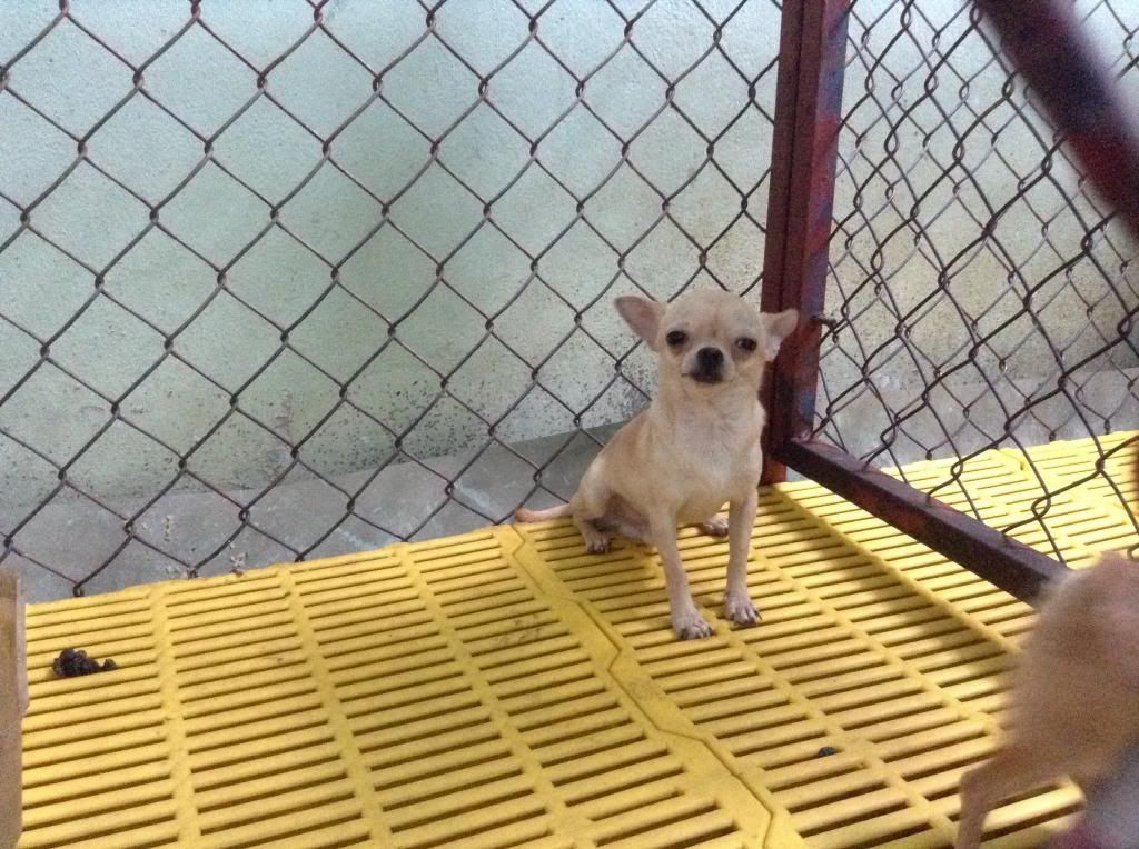 Hcm chihuahua thuần chủng mini 8 tháng tuổi nặng 1kg5 giá tốt