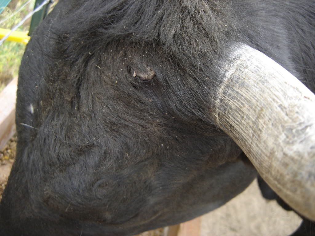 Name that bump! - Cattle