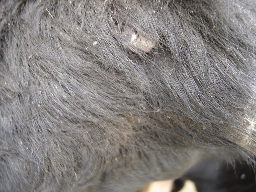 Name that bump! - Cattle