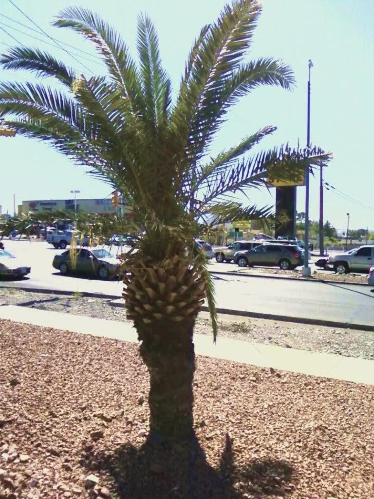 EL Paso Palm Trees all dead need Replacement Palms Palm Tree Community
