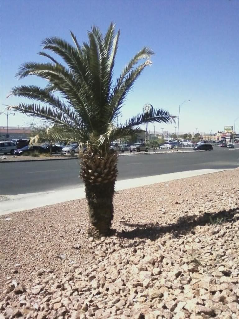 EL Paso Palm Trees all dead need Replacement Palms Palm Tree Community