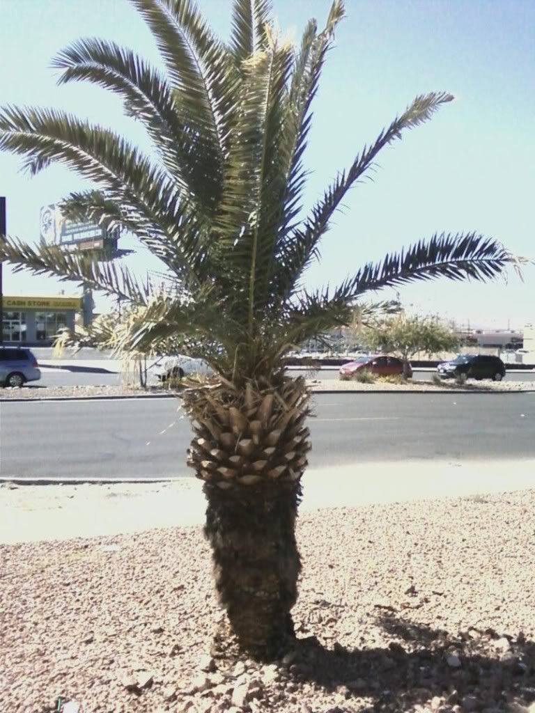 EL Paso Palm Trees all dead need Replacement Palms Palm Tree Community
