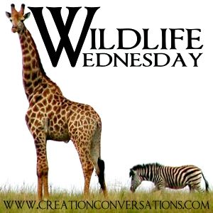 Wildlife Wednesdays