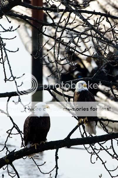 bald eagles 白头海雕 - 美国国鸟
